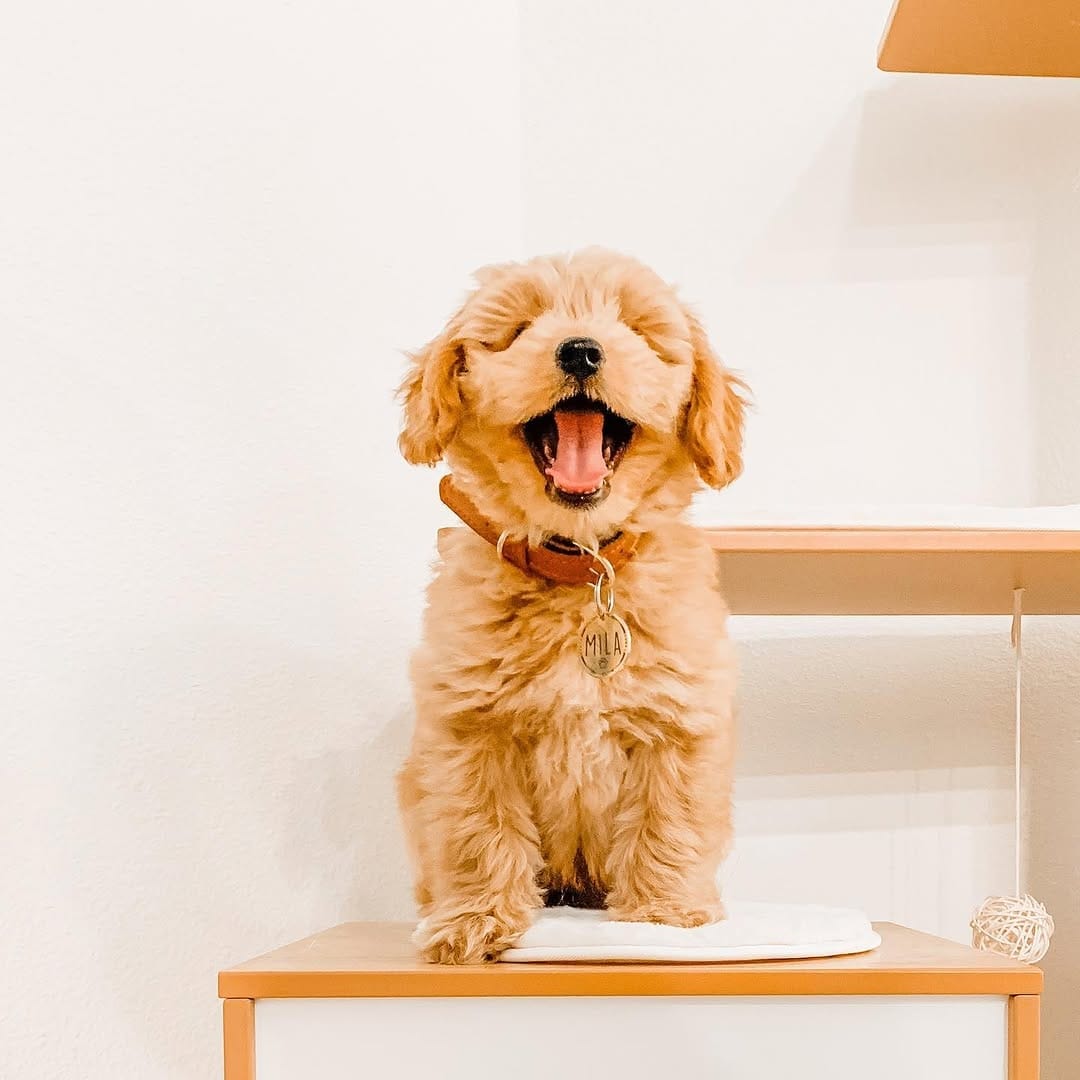 Nala Female 12 WEEKS OLD F1B Mini Golden Doodle
